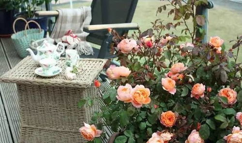 在阳台上栽种微型月季盆栽,如何保证常年开花呢